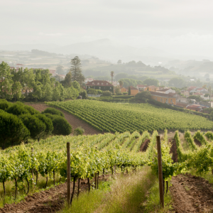 wine tasting in Mafra