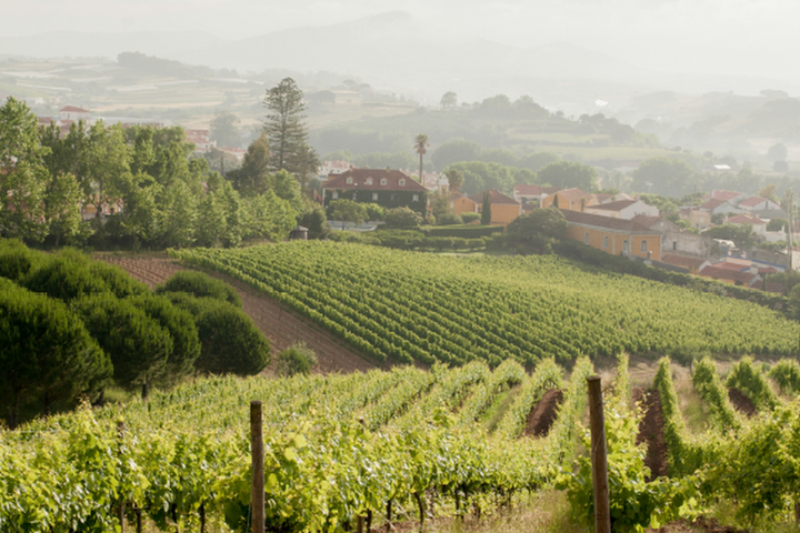 wine tasting in Mafra