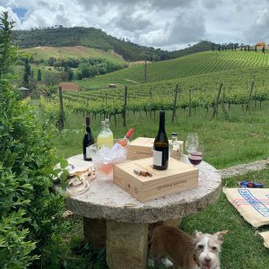 wine tasting in Mafra