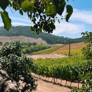 a group of palm trees next to a body of water