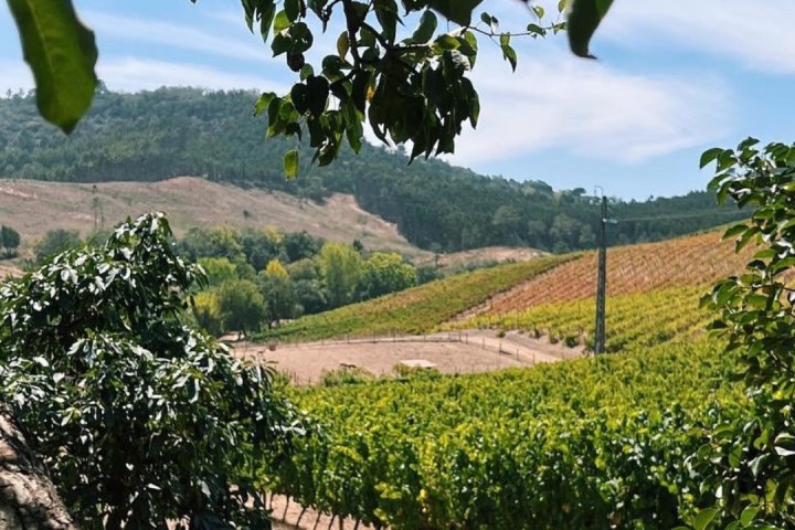 a group of palm trees next to a body of water