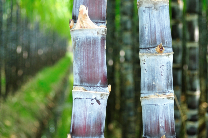 sugarcane tour in madeira