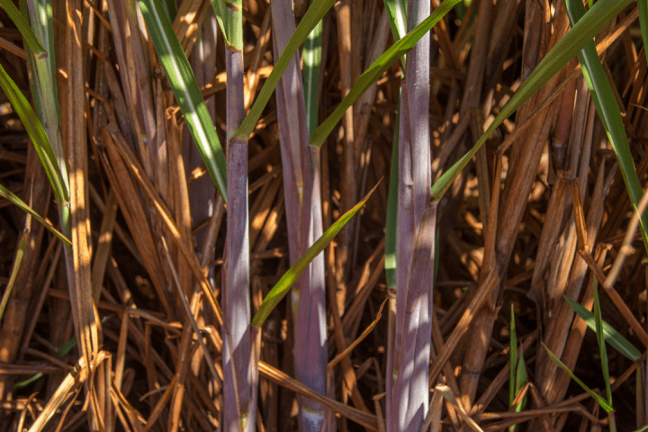 sugarcane tour in madeira