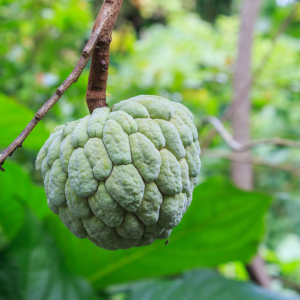 Annona tour Madeira