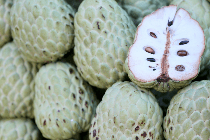 Annona tour Madeira