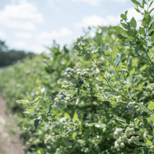 Agroecology Farm Experience