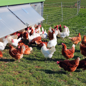 Agroecology Farm Experience