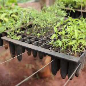 Agroecology Farm Experience