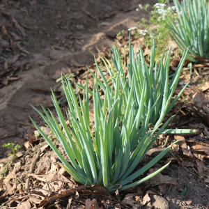 Agroecology Farm Experience