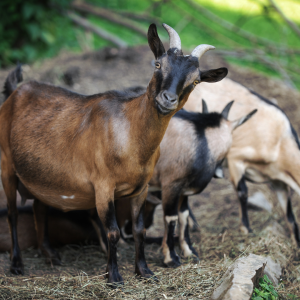 Agroecology Farm Experience