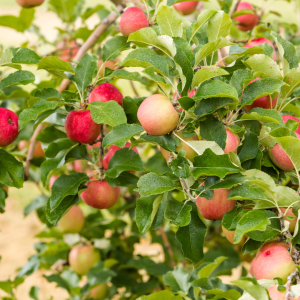 Agroecology Farm Experience