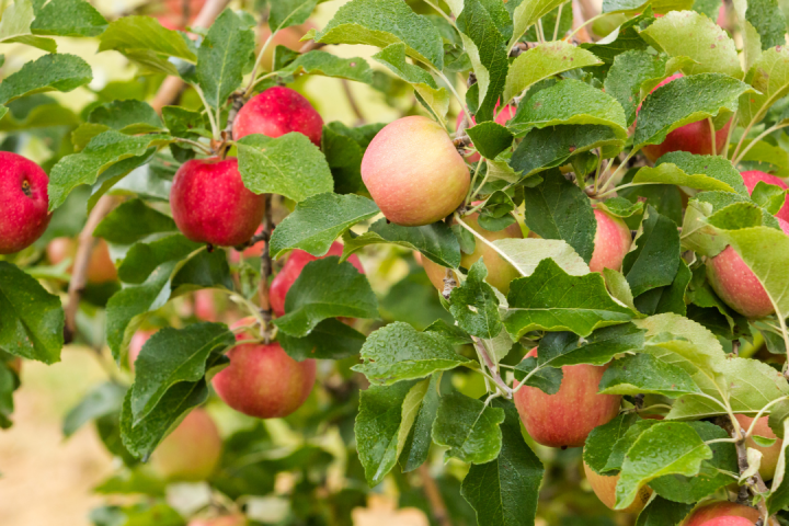 Agroecology Farm Experience