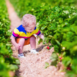 Pedagogical Farm in algarve