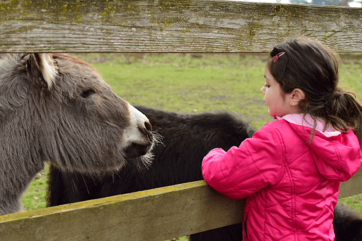 Pedagogical Farm Tour