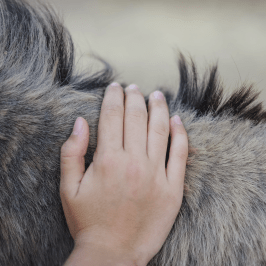 Pedagogical Farm Tour