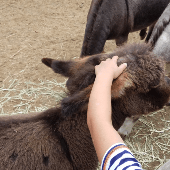 Pedagogical Farm Tour