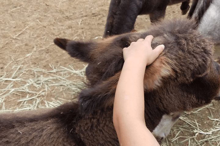 Pedagogical Farm Tour