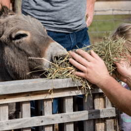 Pedagogical Farm Tour