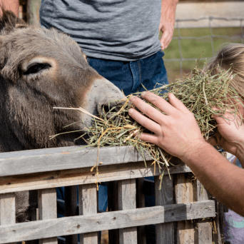 Pedagogical Farm Tour