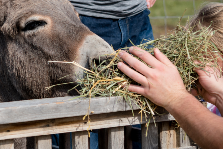 Pedagogical Farm Tour