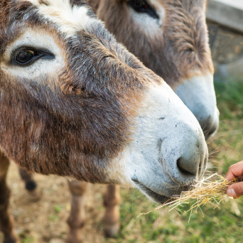 Pedagogical Farm Tour