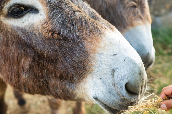 Pedagogical Farm Tour