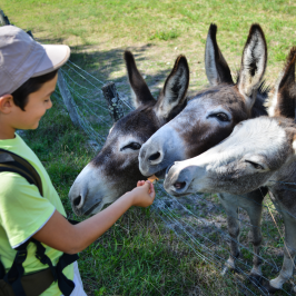 Pedagogical Farm Tour