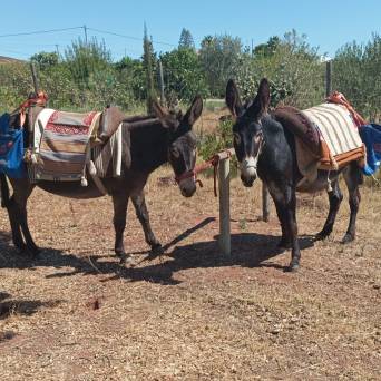 a group of people riding on the back of a horse