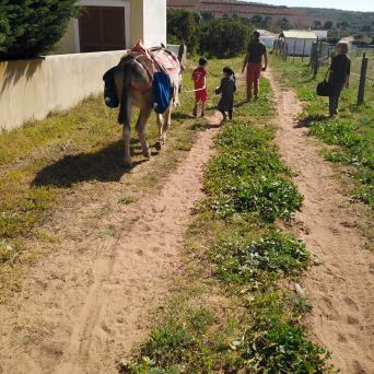 Orange Picking Experience with Donkeys