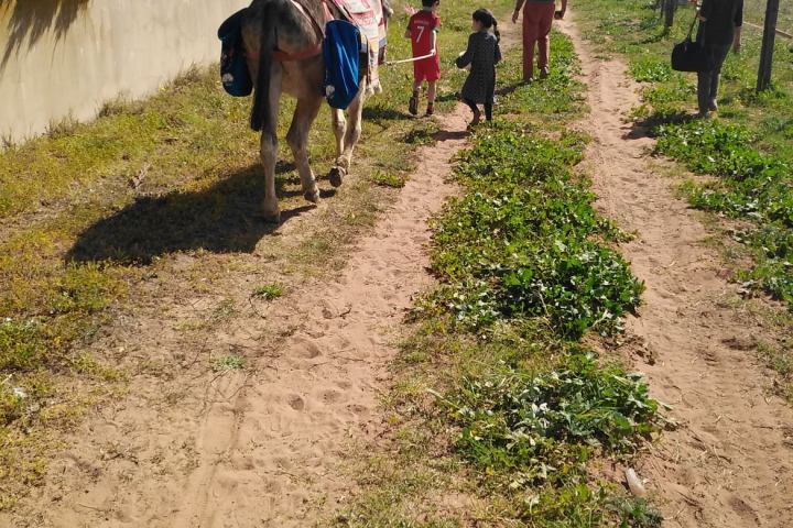 Orange Picking Experience with Donkeys