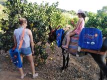Orange Picking Experience with Donkeys