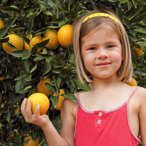 orange picking tour, algarve