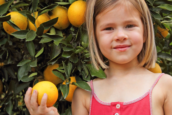 orange picking tour, algarve