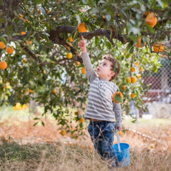orange picking tour, algarve