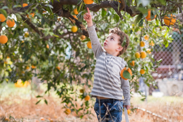 orange picking tour, algarve