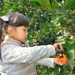 orange picking tour, algarve