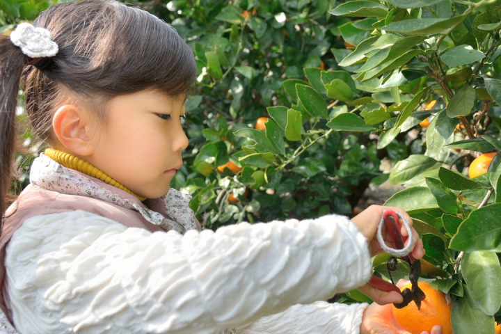 orange picking tour, algarve