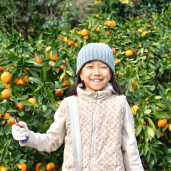 orange picking tour, algarve