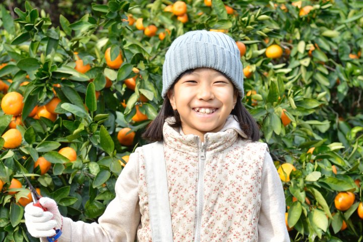 orange picking tour, algarve