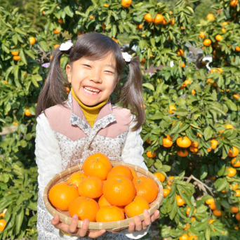 orange picking tour, algarve