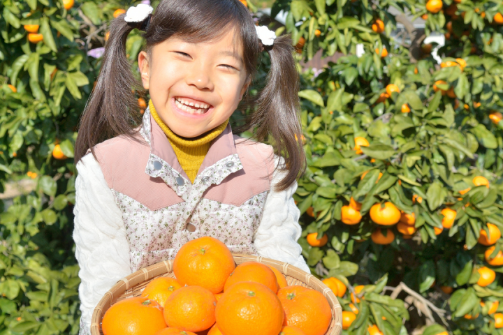 orange picking tour, algarve