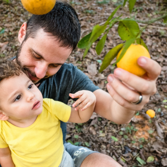 orange picking tour, algarve