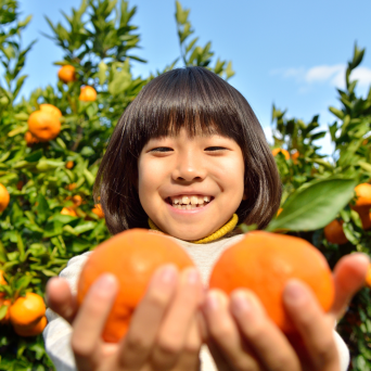 orange picking tour, algarve