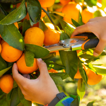 orange picking tour, algarve