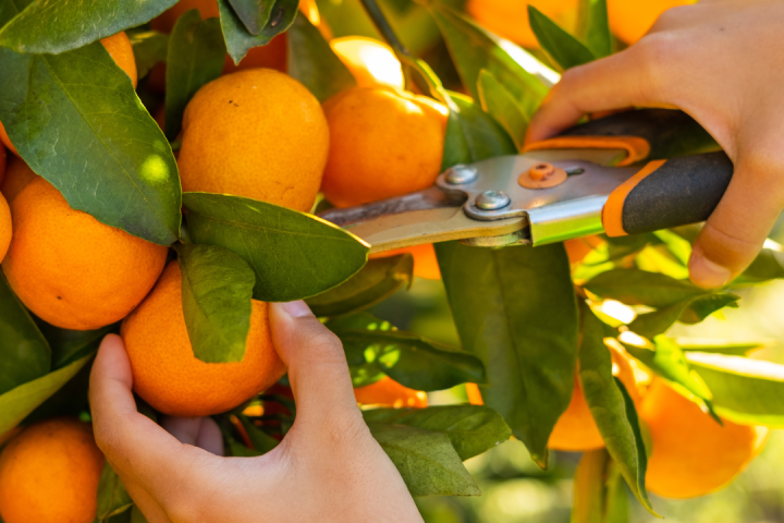 orange picking tour, algarve