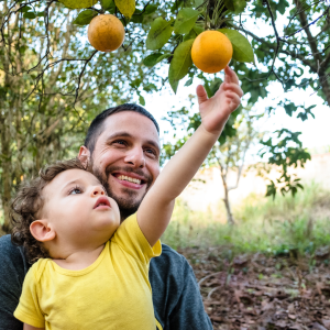 orange picking tour, algarve