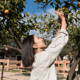 orange picking tour, algarve
