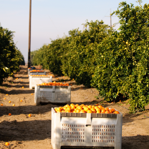 orange picking tour, algarve