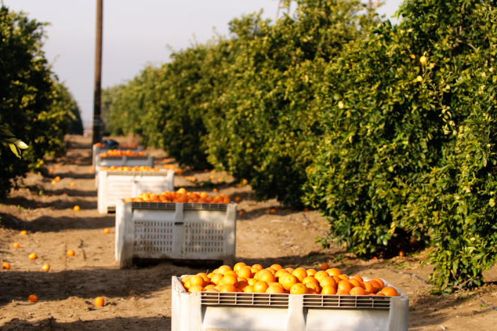 orange picking tour, algarve