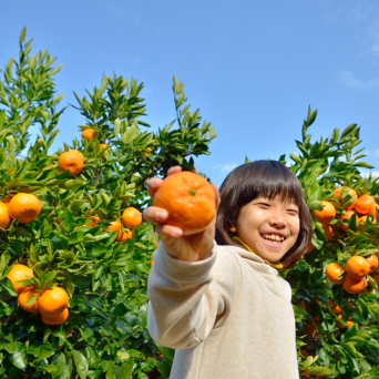 orange picking tour, algarve